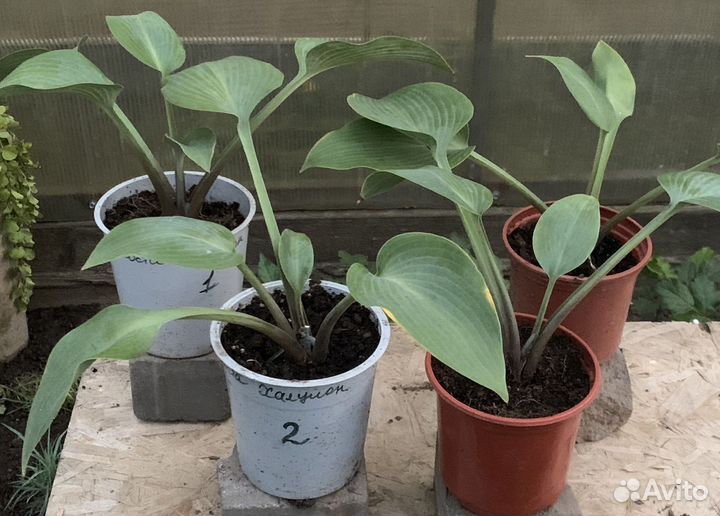 Хоста гибридная Halcyon (Халцион)