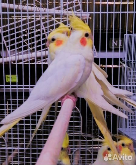 Попугай корелла птенцы малыши