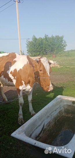 Продается корова