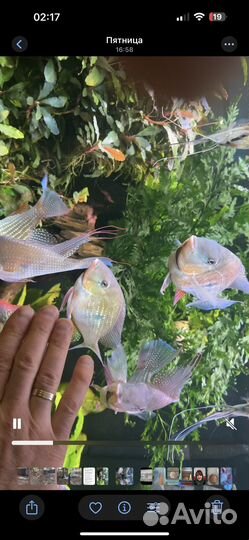 Рыбы геофагусы Хекеля дикари