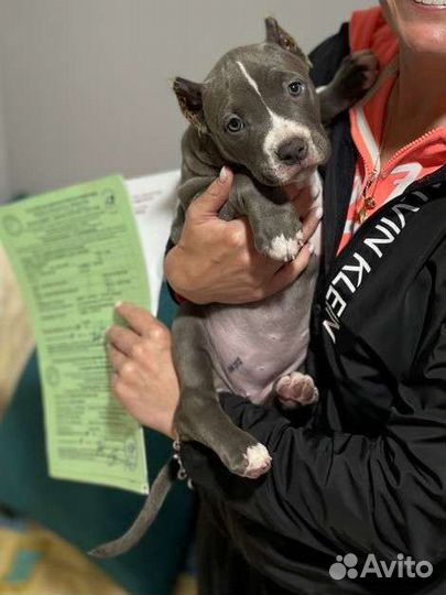 Американский булли