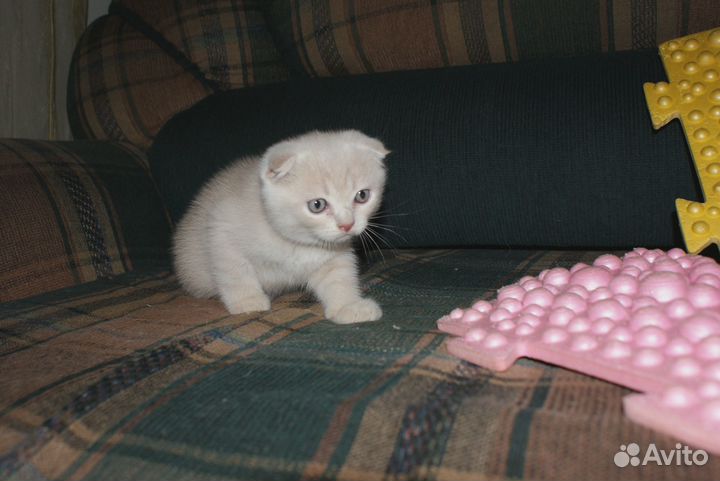 Пушистое счастье )