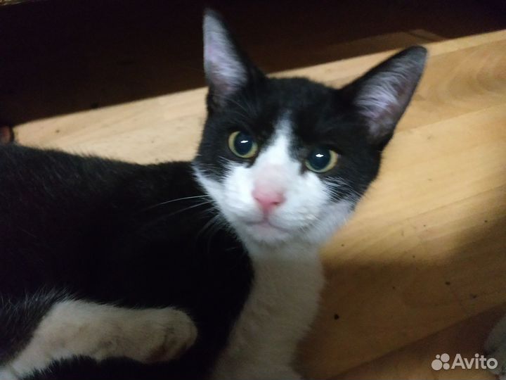 Коты бесплатно