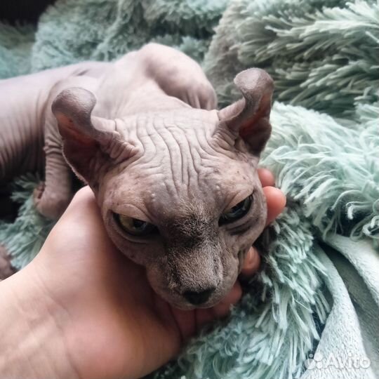 Канадский сфинкс эльф