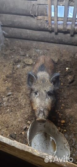 Дикий кабан