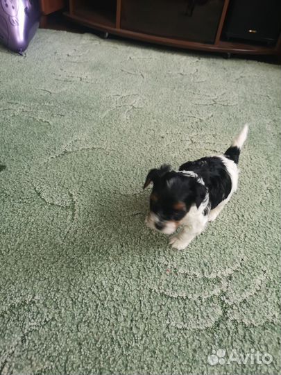 Щенки бивер йорка