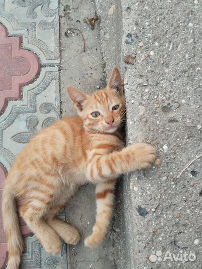 Отдам котиков