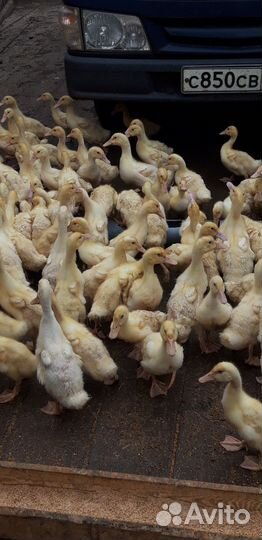 Бролеры,утки