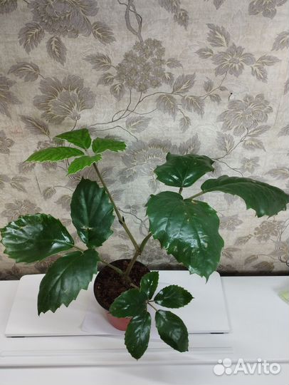 Тетрастигма Вуанье