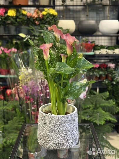 Калла коралловая