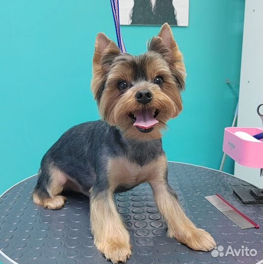 Грумер(стрижка, линька, гигиена для собак и кошек)