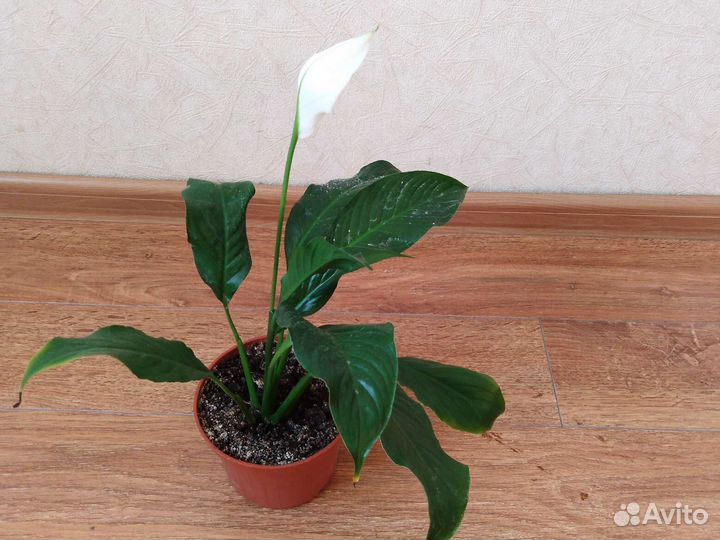 Спатифиллум