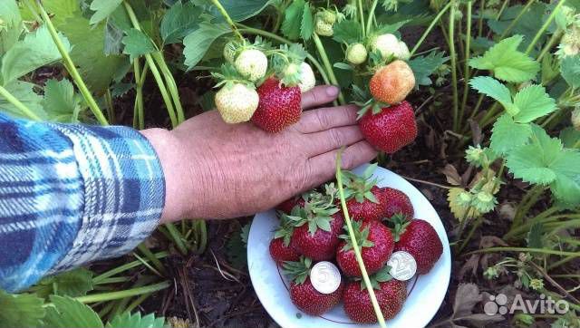 Рассада клубники 