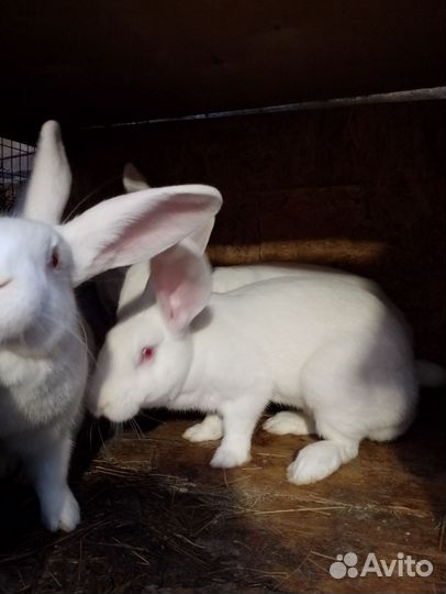Кролики мясных пород