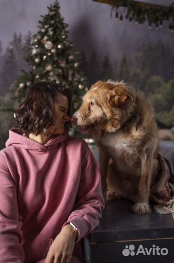 Позитивный рыжик, домашний семейный пёс