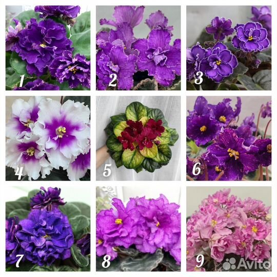 Фиалка детки