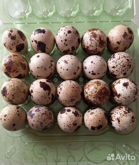 Яйца перепелиные