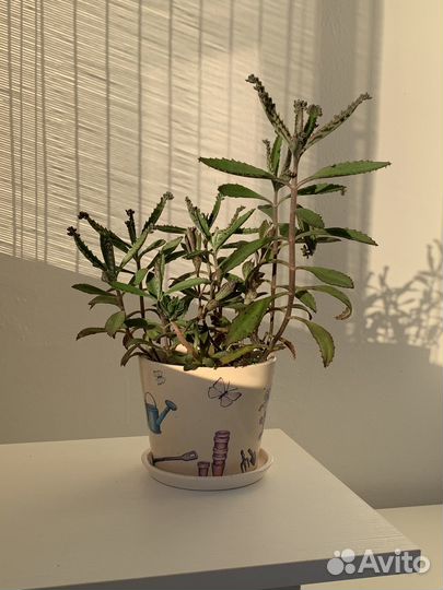 Каланхоэ в декоративном горшке. суккуленты