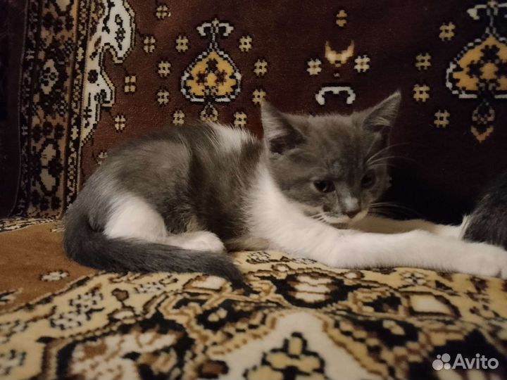 Котята в добрые руки бесплатно