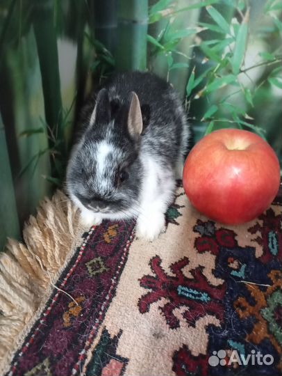 Декоративные кролики