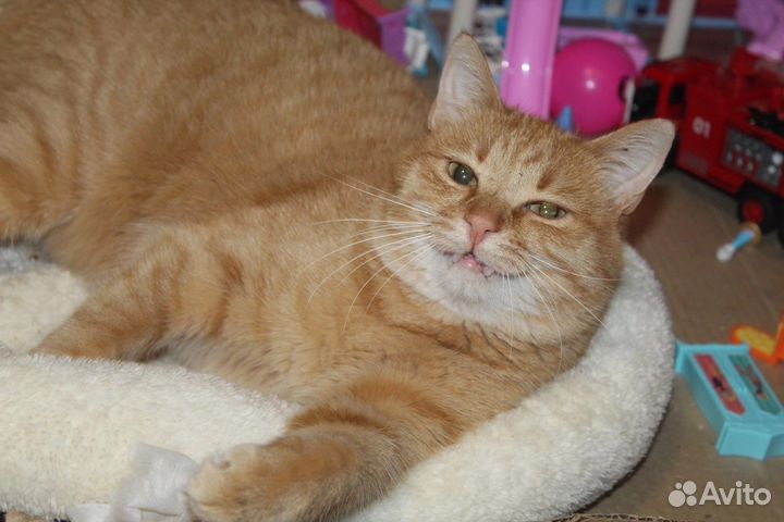 Рыжий кот в поисках дома