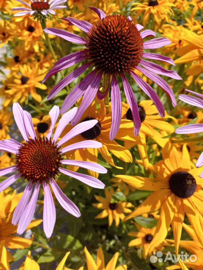 Цветы многолетние