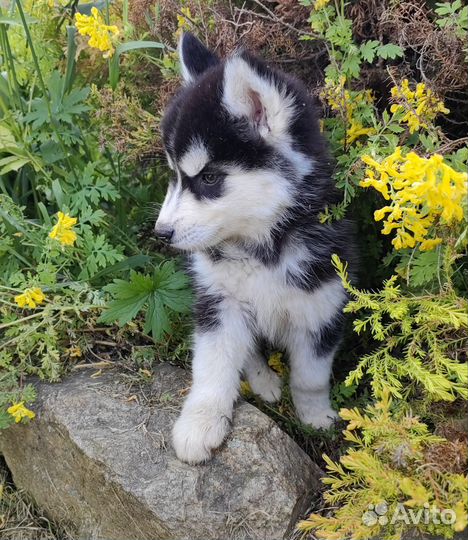 Щенки хаски