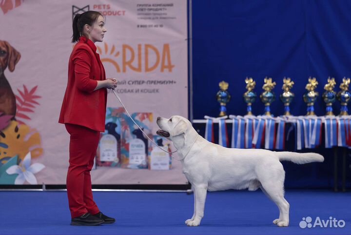 Лабрадор кобель вязка Starneos Sensey