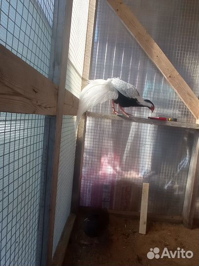 Серебряный фазан