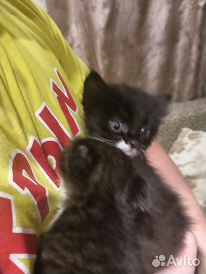 Кошка в дар