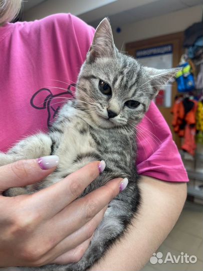 Кроха в добрые руки