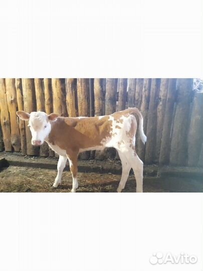 Телята симменталы