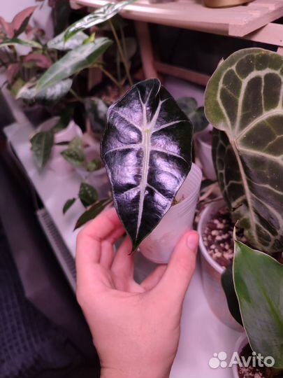 Алоказия блэк вельвет, полли