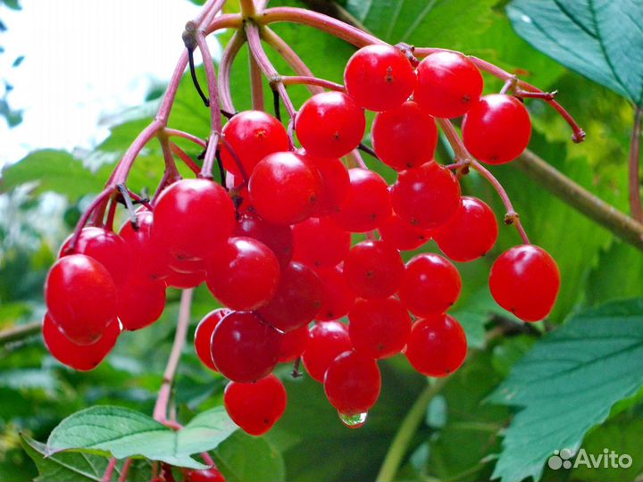 Саженцы калины,жасмина,черноплодки