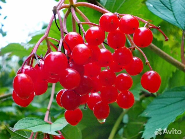 Саженцы калины,жасмина,черноплодки