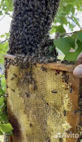 Сушь для пчел