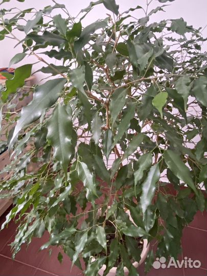 Фикус бенджамина