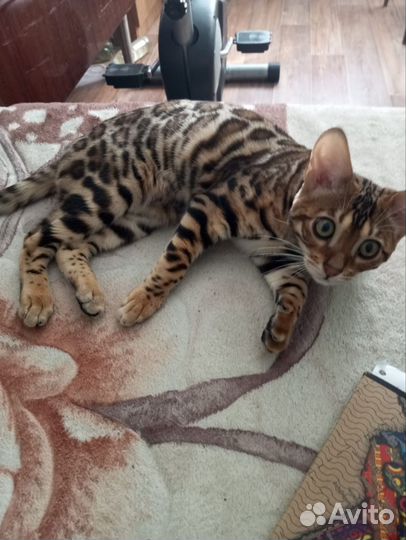 Бенгальская