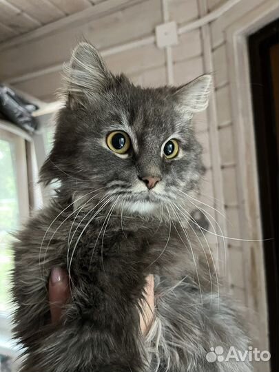 Яшка в поиске дома