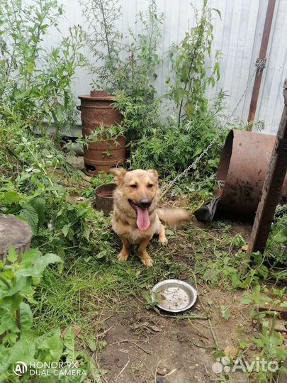 Собака в добрые руки