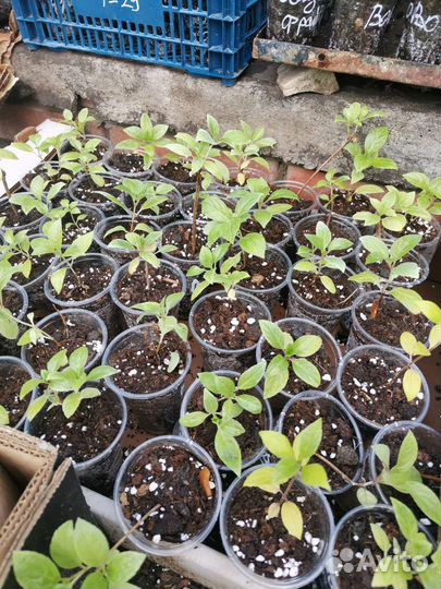 Гортензия эрли сенсейшен