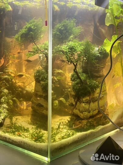 Дизайн аквариумов