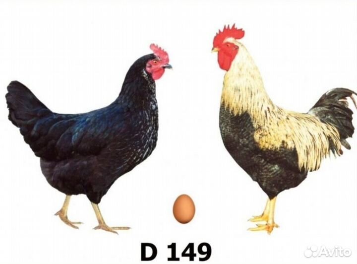 Инкубационное яйцо