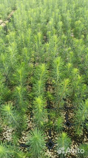 Саженцы сосны зкс от производителя