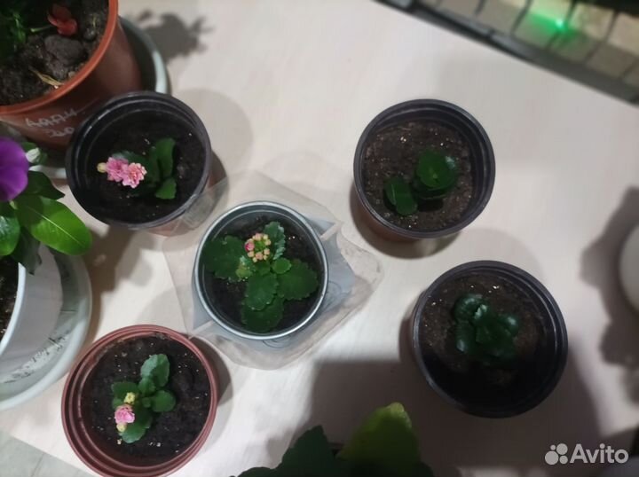 Каланхоэ цвет розовый, красный, белый, 450, 250