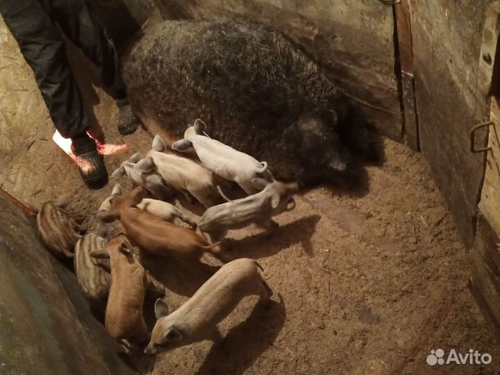 Мангалица