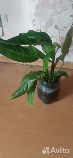 Спатифиллиум