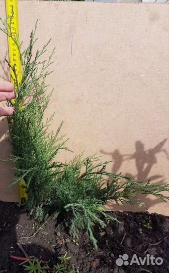 Можжевельник