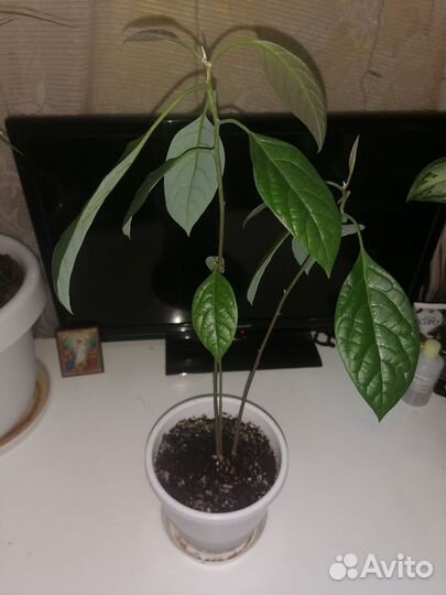 Авокадо дерево