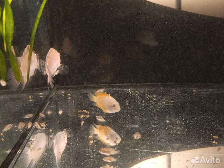Аквариумные рыбки и аквариум